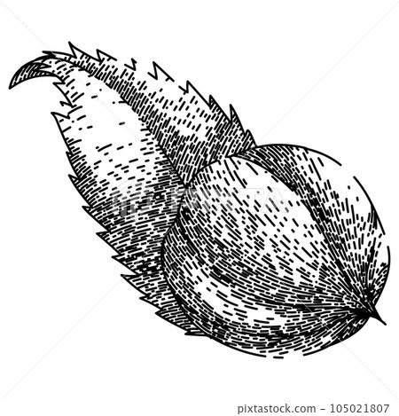 fresh guarana fruit sketch hand drawn vector 105021807