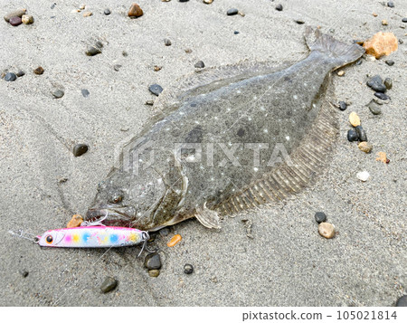 新鮮捕獲的比目魚（比目魚和金屬夾具） 105021814