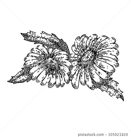 floral daisy flower sketch hand drawn vector 105021820