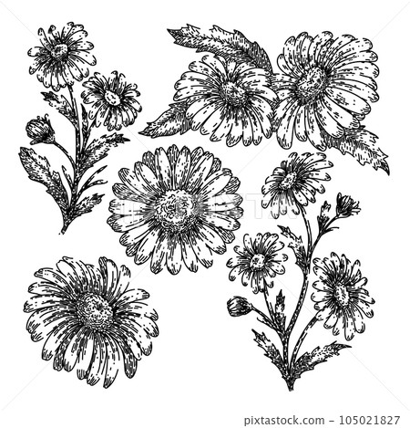 daisy flower set sketch hand drawn vector 105021827
