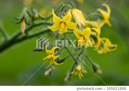 蕃茄花特寫鏡頭 蕃茄花特寫鏡頭 105021888