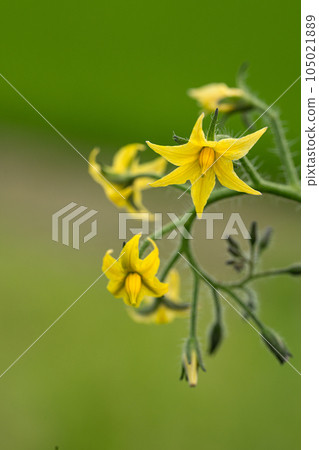 Close-up of tomato flowers 105021889
