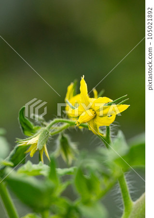Close-up of tomato flowers Close-up of tomato flowers 105021892