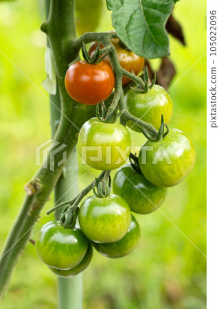 Close up of cherry tomatoes Close up of cherry tomatoes 105022096