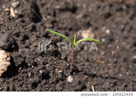 Sprouts of hijiki Sprouts of hijiki 105022439