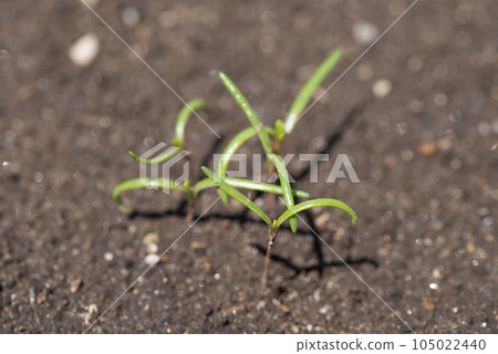 Sprouts of hijiki 105022440