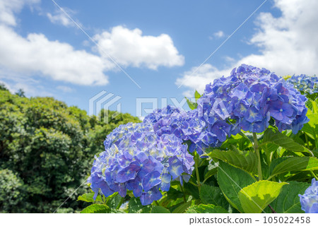 天空下的藍紫色繡球花 105022458