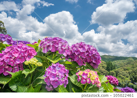 天空下的紅紫色繡球花 105022461