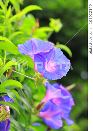 Morning glory in full bloom (morning glory) Morning glory in full bloom (morning glory) 105022549