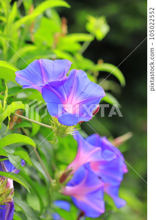Morning glory in full bloom (morning glory) 105022552