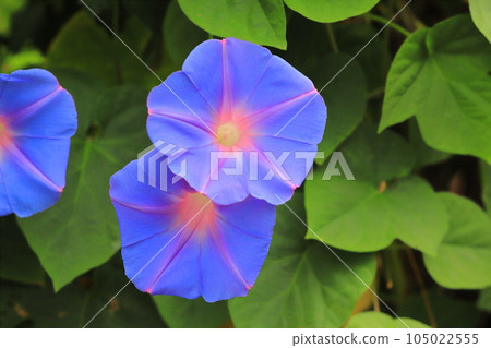 Morning glory in full bloom (morning glory) 105022555