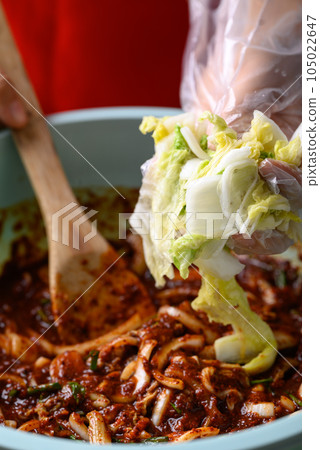 Korean food, Kimchi cabbage cooking with hand, Homemade fermented side dish 105022647