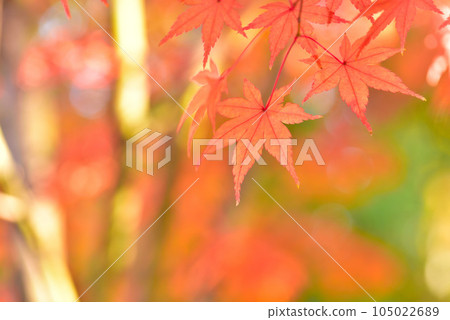 深秋楓葉變色 深秋楓葉變色 105022689