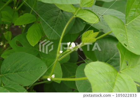 Edamame Flowers 105022833