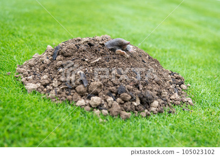 European mole crawling out of molehill above ground, showing strong front feet used for digging underground tunnels European mole crawling out of molehill above ground, showing strong front feet used for digging underground tunnels 105023102