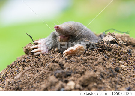 Mole, Talpa europaea, crawling out of brown molehill, green grass in background. Animal from garden. 105023126