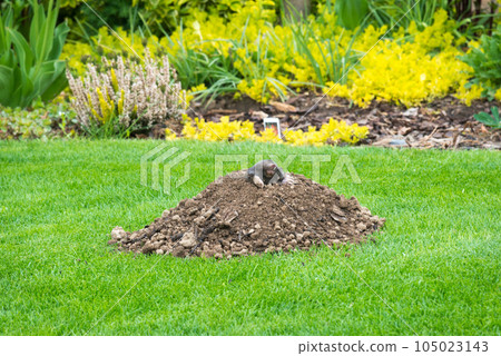 Mole animal - Talpa Europaea, causing damage as a pest in the garden with its mole hills and underground tunnels 105023143