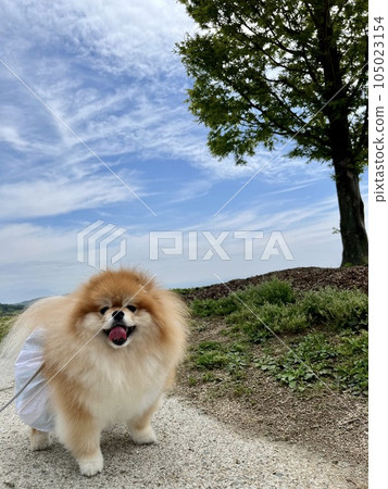 A fluffy Pomeranian with a smile looking at the camera with the sky in the background A fluffy Pomeranian with a smile looking at the camera with the sky in the background 105023154