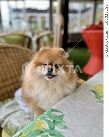 Fluffy Pomeranian smiling on a chair in a restaurant Fluffy Pomeranian smiling on a chair in a restaurant 105023155