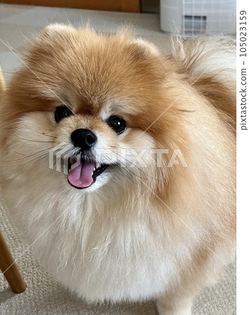 一隻圓圓的、毛茸茸的博美犬,微笑著看著前方 一隻圓圓的、毛茸茸的博美犬,微笑著看著前方 105023159