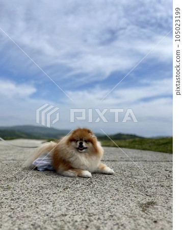 蓬鬆的博美犬在天空下面朝下微笑 蓬鬆的博美犬在天空下面朝下微笑 105023199