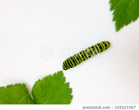 燕尾蝶 燕尾蝶 燕尾蝶 蝴蝶幼蟲 105023367