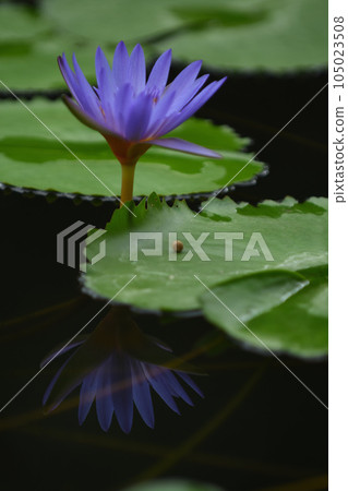 水錶面上的荷花反射 105023508