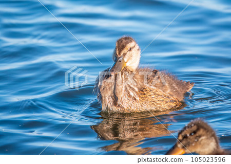 Cute little duckling swimming alone in a lake or river with calm water Cute little duckling swimming alone in a lake or river with calm water 105023596