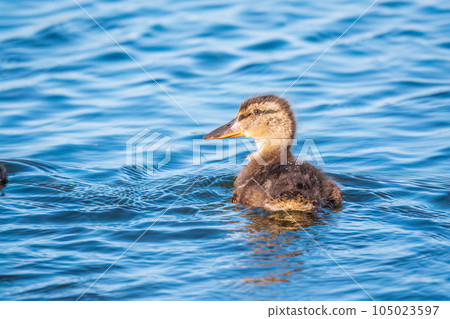 Cute little duckling swimming alone in a lake or river with calm water Cute little duckling swimming alone in a lake or river with calm water 105023597