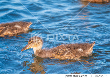 Cute little duckling swimming alone in a lake or river with calm water Cute little duckling swimming alone in a lake or river with calm water 105023598