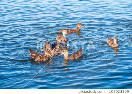 A family of ducks, a duck and its little ducklings are swimming in the water. The duck takes care of its newborn ducklings. Mallard, lat. Anas platyrhynchos 105023599