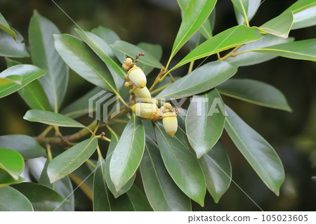 A lot of fruit of matebashii A lot of fruit of matebashii 105023605