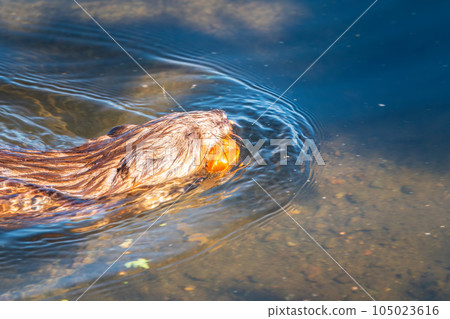 Muskrat, Ondatra zibethicuseats swiming at the surface of the lake water. Muskrat, Ondatra zibethicuseats swiming at the surface of the lake water. 105023616