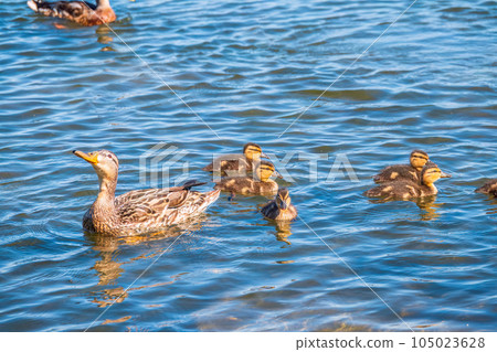 A family of ducks, a duck and its little ducklings are swimming in the water. The duck takes care of its newborn ducklings. Mallard, lat. Anas platyrhynchos 105023628