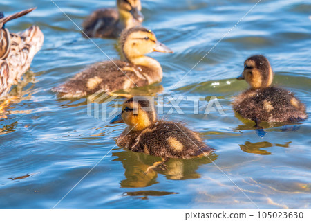 Cute little duckling swimming alone in a lake or river with calm water 105023630