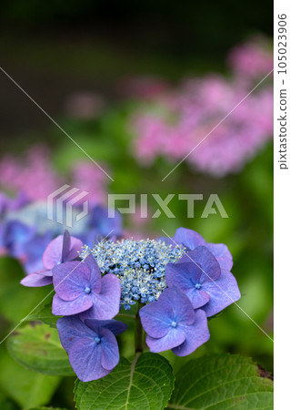 在晴朗的雨季的八仙花屬 在晴朗的雨季的八仙花屬 105023906