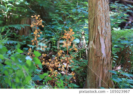 Tsuchia-akebi Tsuchia-akebi 105023967