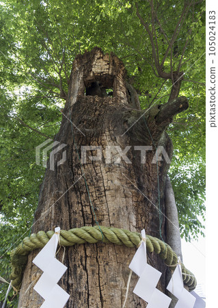 Okunitama Shrine Keyaki Sacred Tree Fresh Green Wakaba Sacred Tree 105024183