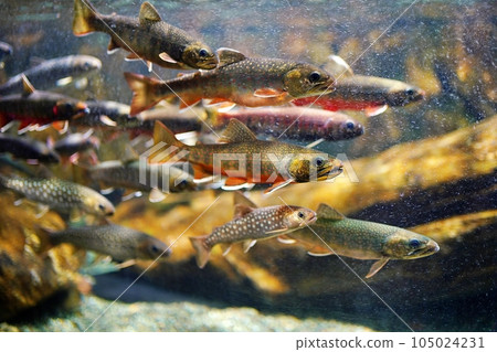 Oshorokoma, an endangered species that lives only in Hokkaido (Otaru Aquarium) 105024231
