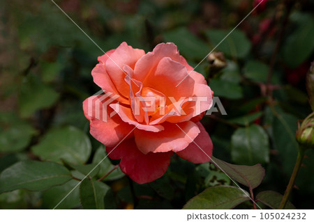 夏日玫瑰，凱瑟琳·德·紐芙 105024232