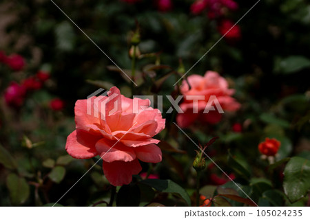 Summer rose, Catherine de Neuve 105024235
