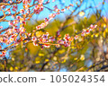 梅花和白眼 105024354