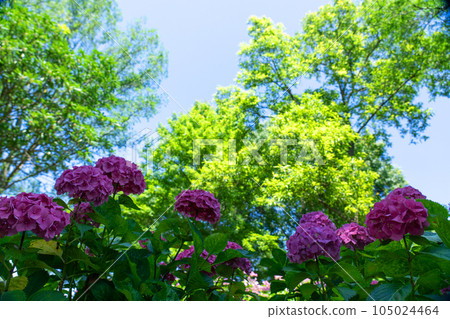 Hydrangea blooming in the forest with sunlight pouring in during the rainy season Hydrangea blooming in the forest with sunlight pouring in during the rainy season 105024464