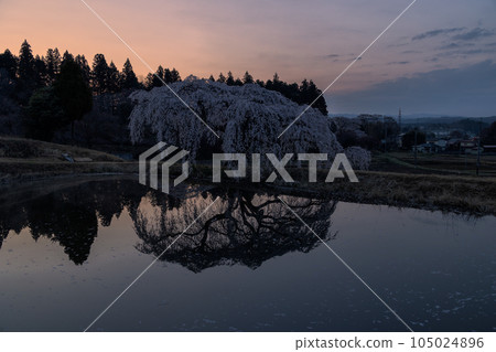 Hanazono Weeping Cherry 105024896