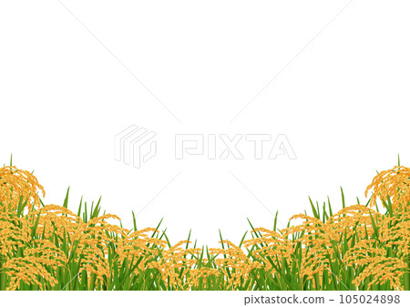 金色秋天成熟的稻穗框架收穫 金色秋天成熟的稻穗框架收穫 105024898