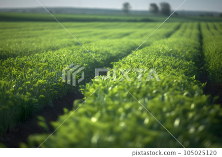 Rows of green crops with selective focus at summer day light, neural network generated image 105025120