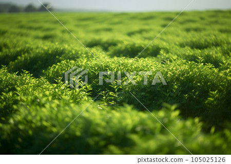 Rows of green crops with selective focus at summer day light, neural network generated image 105025126