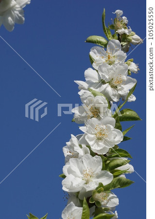 桃花 桃花 105025550