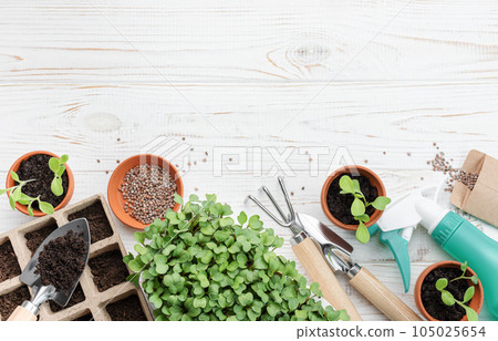 Gardening concept, planting at home 105025654