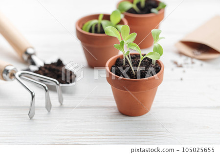 Gardening concept, planting at home 105025655